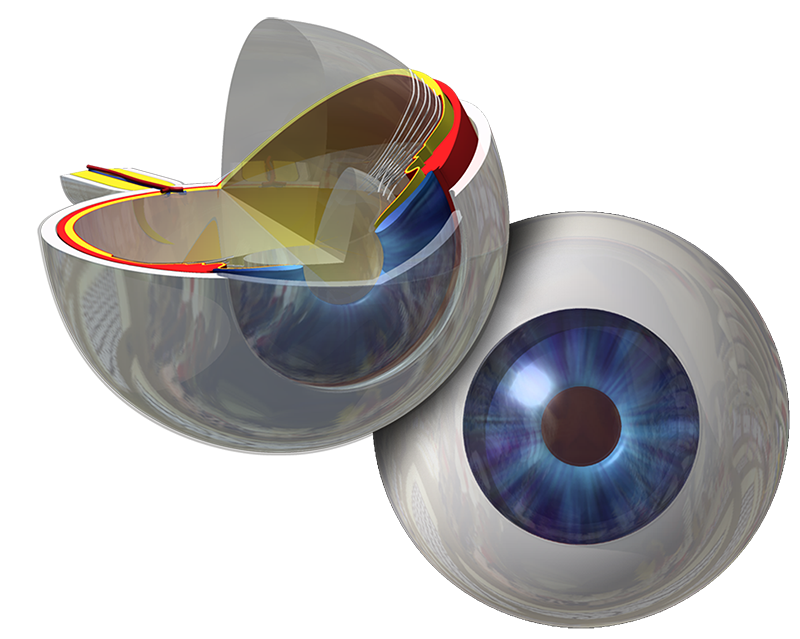 3D medical eyeballs